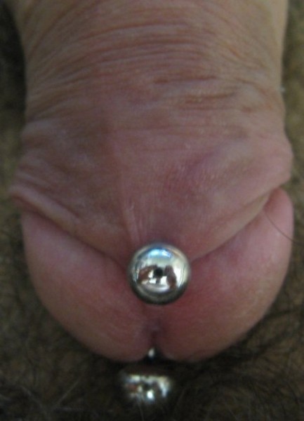 Prince Albert piercing on uncircumcised penis.